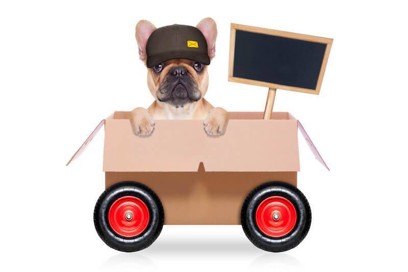 How To Choose The Best Pet Shipping Companies of 2023 - iMoving How To Choose The Best Pet Shipping Companies of 2023